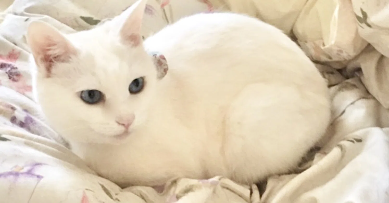 猫アレルギーを治した話|ちこ|note