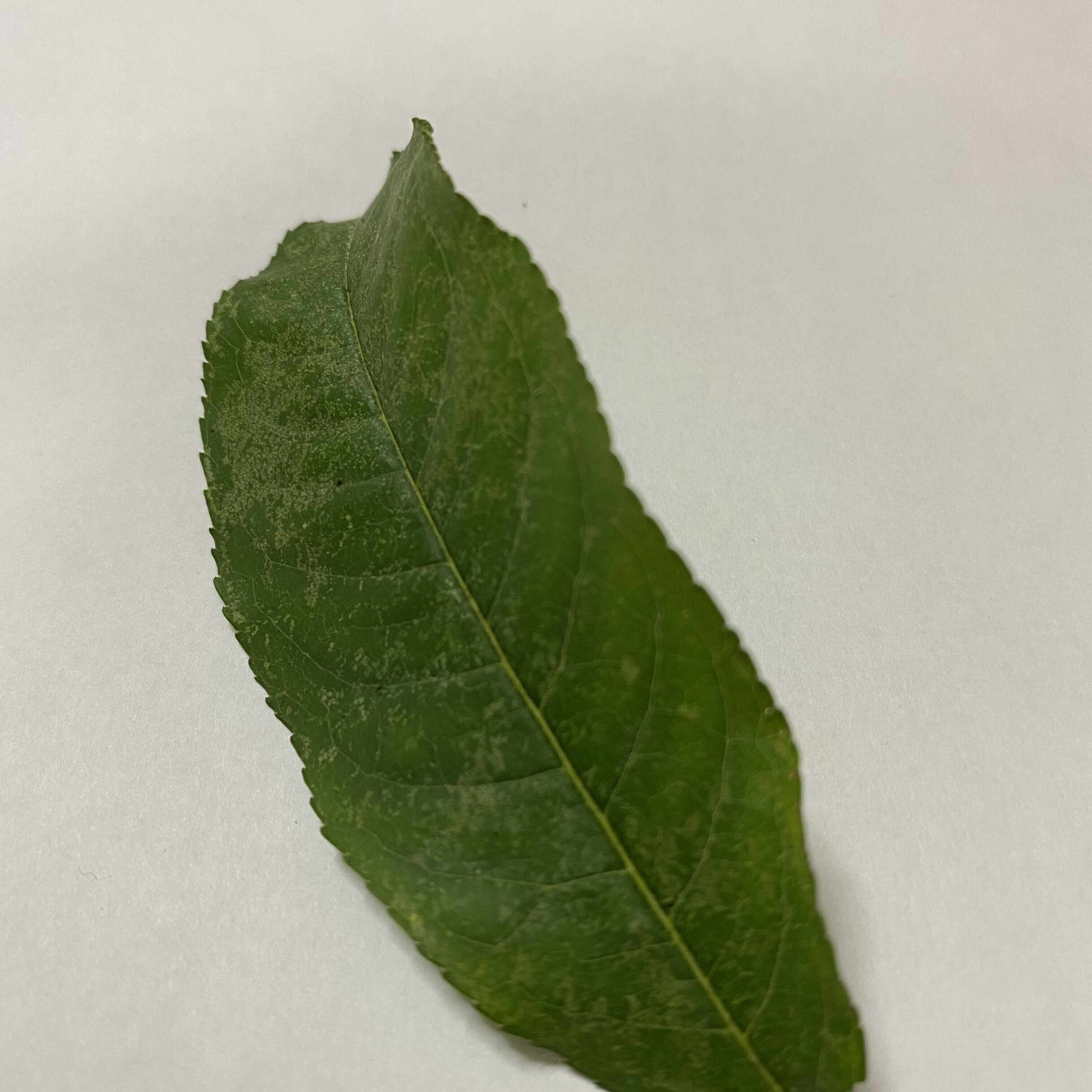 立憲主義と積極財政から、日曜劇場と「ビジネスエリート右翼」の関連を探る｜ハロイオ