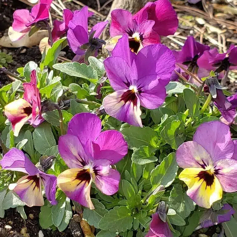 violetta