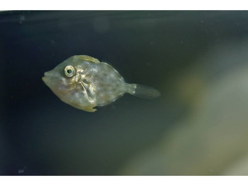 カワハギの稚魚の写真 Yohaku Photo Note