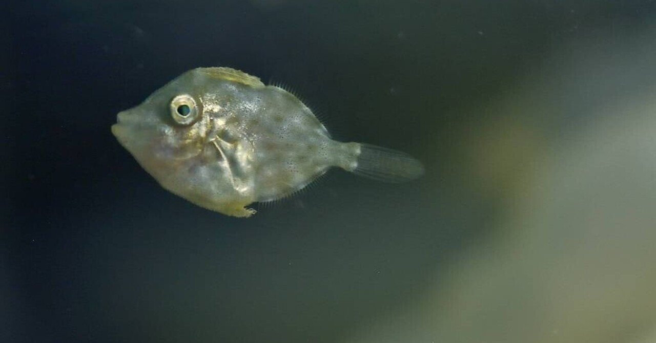 カワハギの稚魚の写真 Yohaku Photo Note