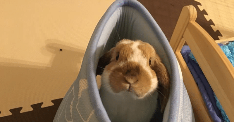 ロップイヤー の新着タグ記事一覧 Note つくる つながる とどける