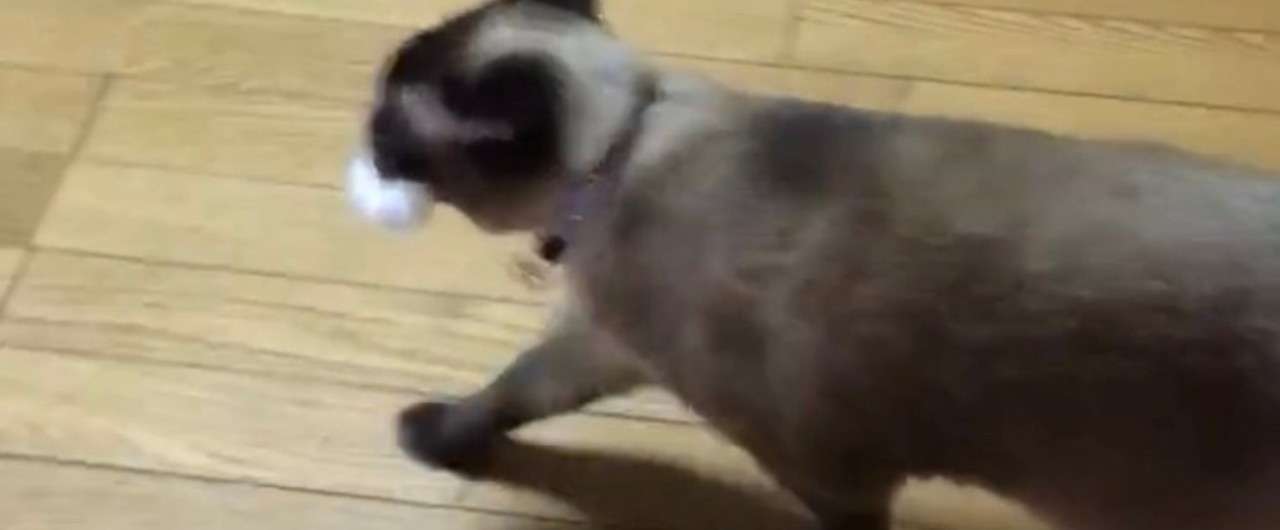 たぬきっぽい猫と暮らしてます Noire Note