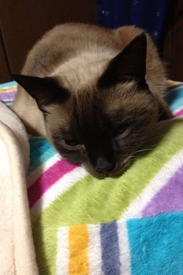 たぬねこさんと暮らす シャム猫 Noire Note