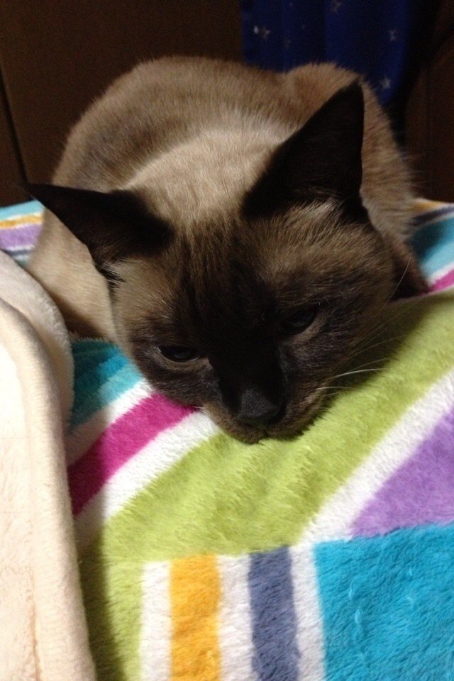 たぬねこさんと暮らす シャム猫 Noire Note