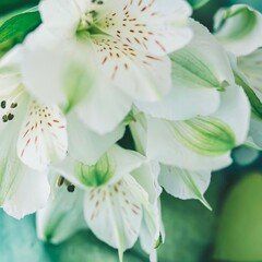 アイルランド民謡 の新着タグ記事一覧 Note つくる つながる とどける