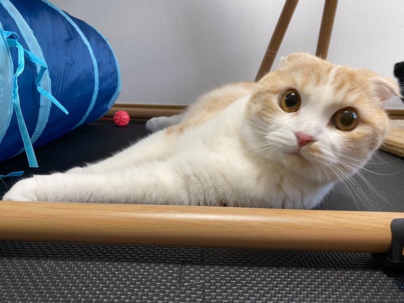 愛していない猫と ともに暮らす トイアンナ Note 愛していない猫と ともに暮らす トイアンナ Note