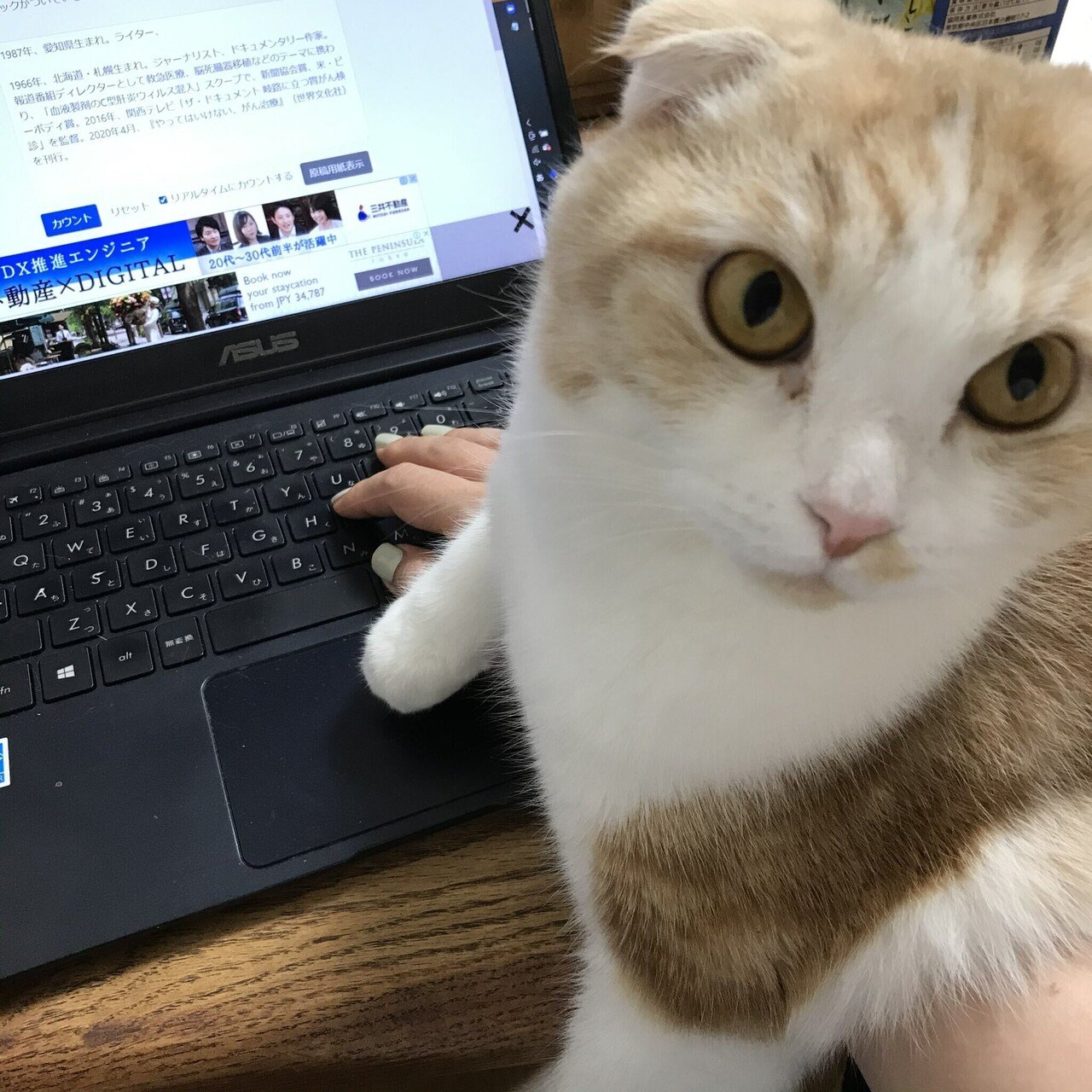 愛していない猫と ともに暮らす トイアンナ Note