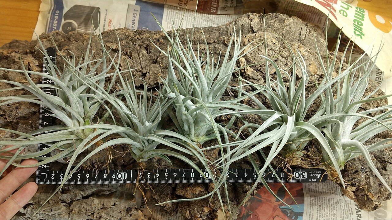 チランジア ケゲリアナ x ロシー 子株つき 【公式通販】