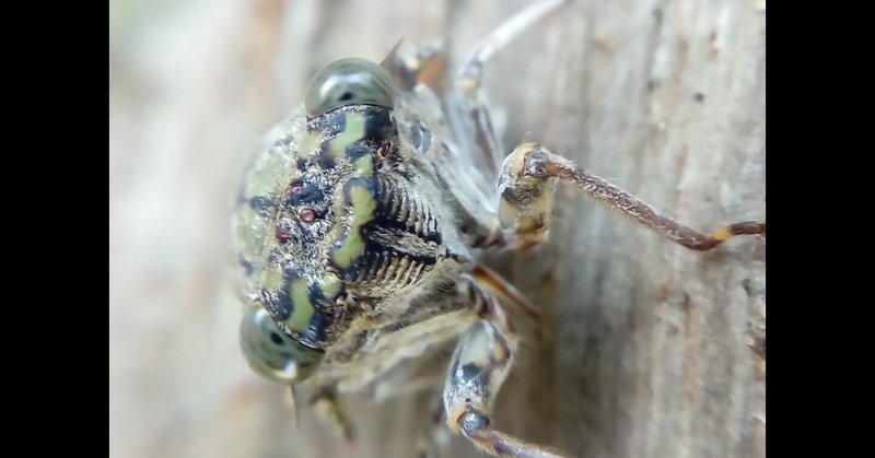 セミの鳴き声 の新着タグ記事一覧 Note つくる つながる とどける セミの鳴き声 の新着タグ記事一覧 Note つくる つながる とどける