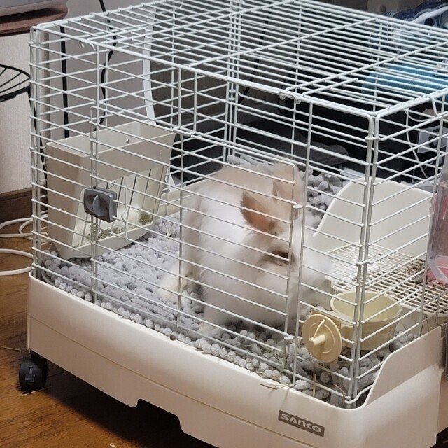 うさぎがソアホックになった時の対処方法 みあ Note うさぎがソアホックになった時の対処方法 みあ Note