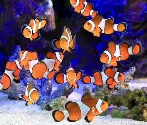 カクレクマノミ　金魚アート 枡 カクレクマノミ 金魚アート 枡 WKAJTO7QS6i._UX300_TTW__.jpg