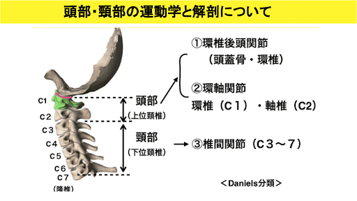 頭部・頸部の運動学と解剖について