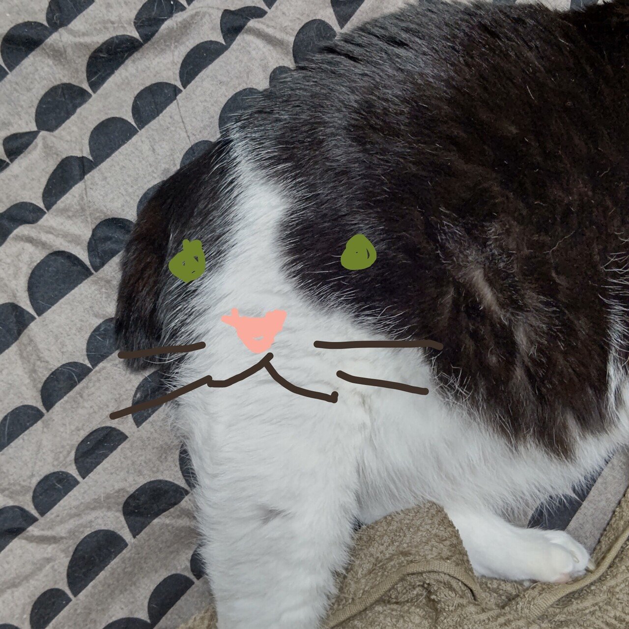 ハチワレ全身】No 62988]キーホルダー ちいかわ ハチワレ 全身