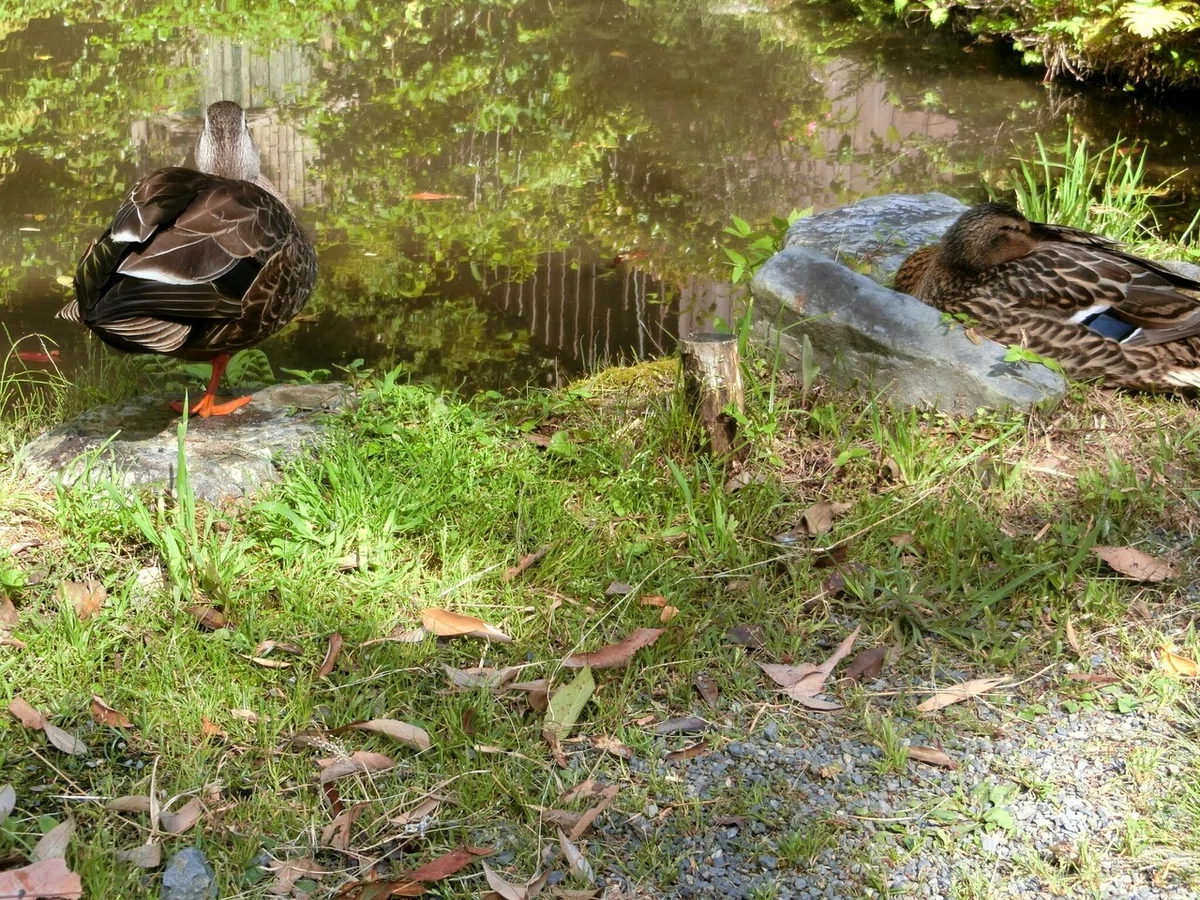 画像52