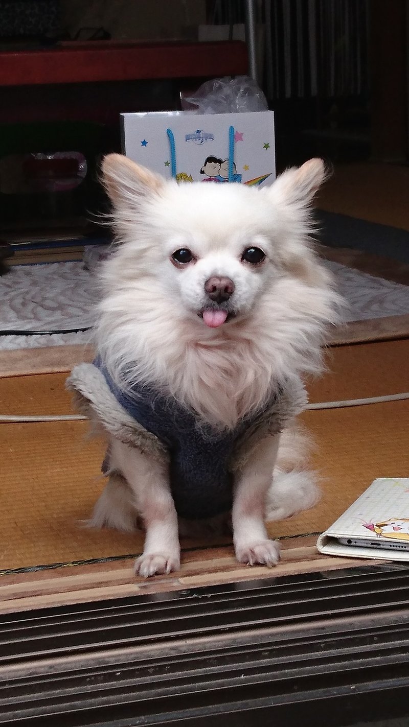 ペットロスは 早めに次の子を飼うと癒えるというのは本当か試してみた話 Lt 前置き Gt よしこ Note ペットロスは 早めに次の子を飼うと癒えるというのは本当か試してみた話 Lt 前置き Gt よしこ Note