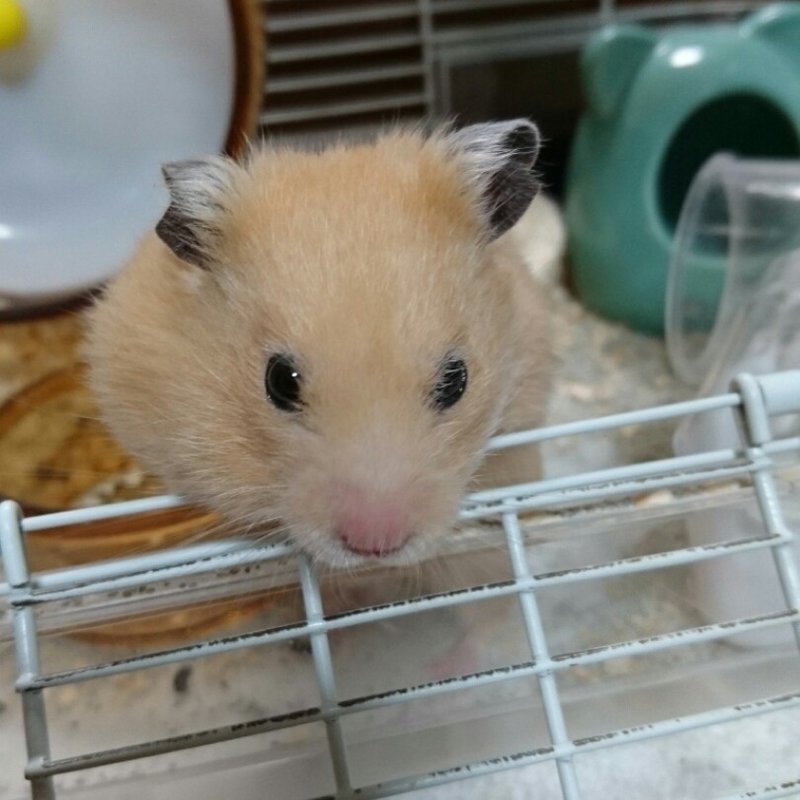 ペットロスは 早めに次の子を飼うと癒えるというのは本当か試してみた話 Lt 前置き Gt よしこ Note ペットロスは 早めに次の子を飼うと癒えるというのは本当か試してみた話 Lt 前置き Gt よしこ Note