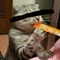 ねこかいたい
