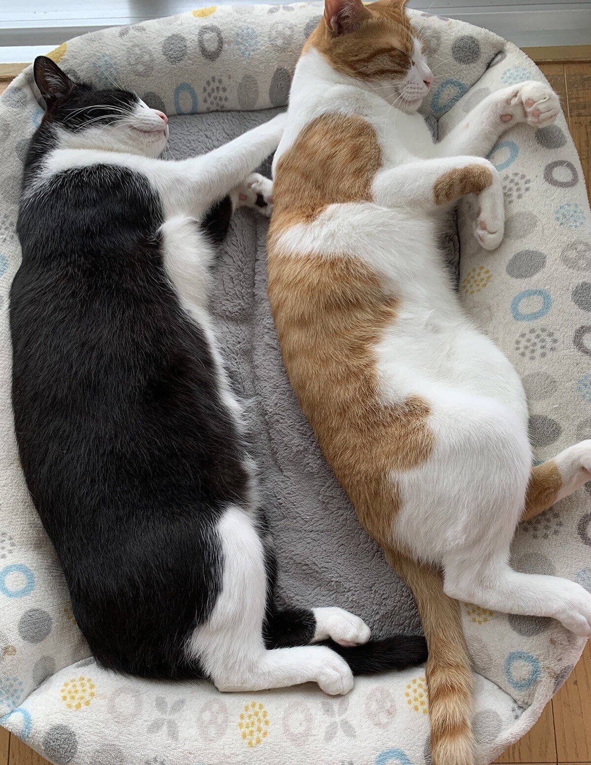 保護猫モモとタロウ｜イガヤス｜note