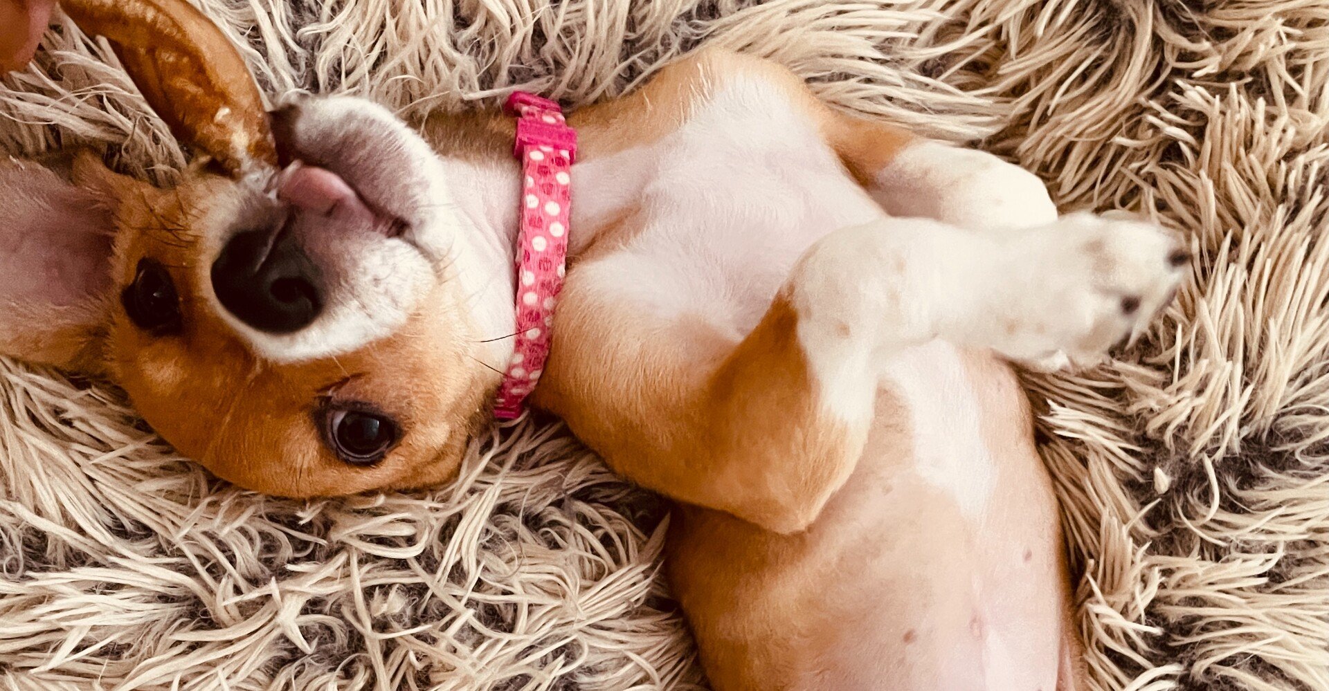 私と保護犬くるみの物語 わたし あたくし 女優ですから 黒リス Note