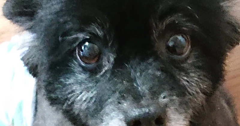 幸運な犬 の新着タグ記事一覧 Note つくる つながる とどける