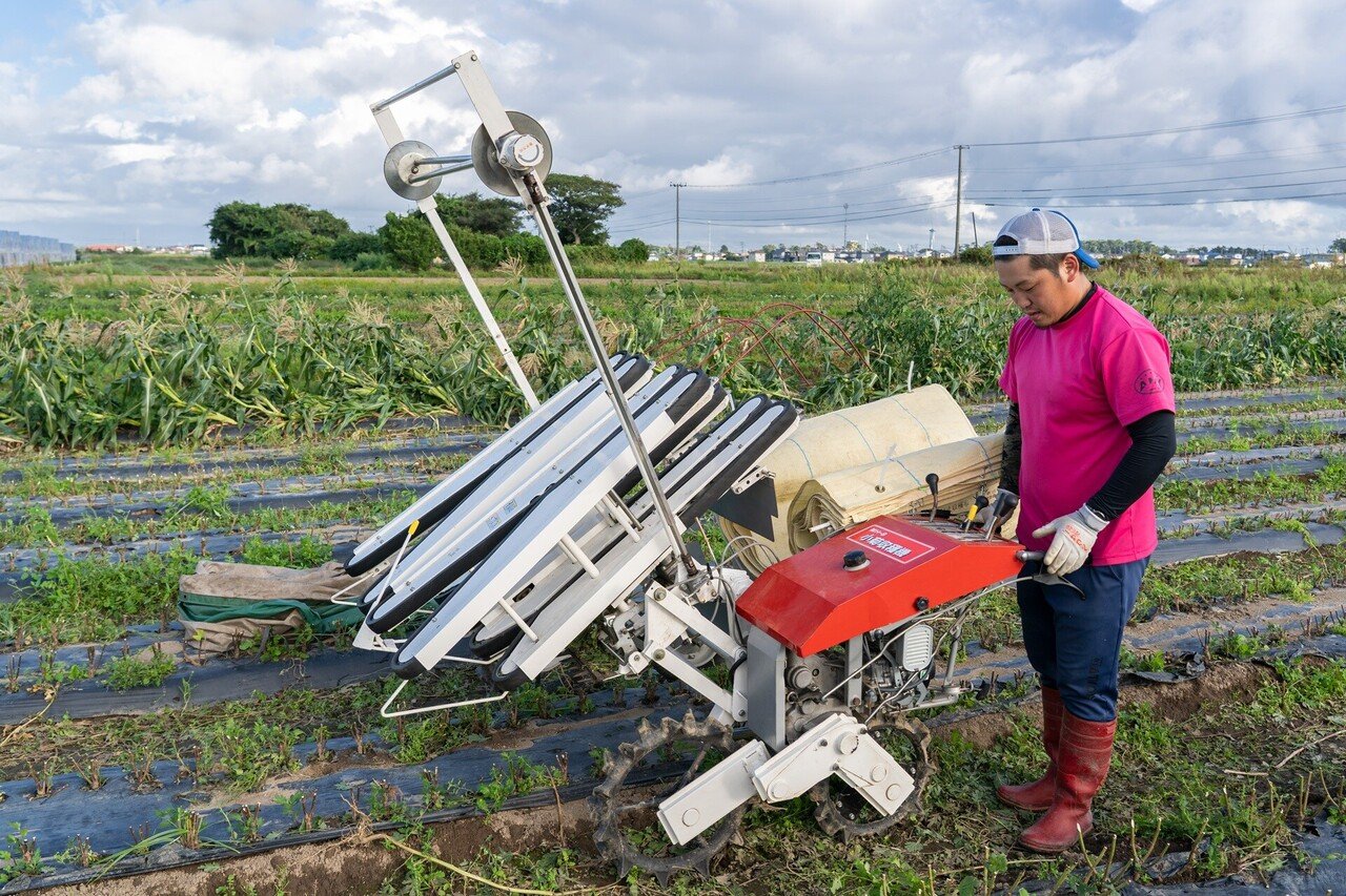 若手キク農家がチャレンジしている