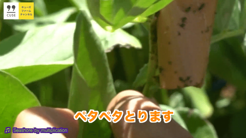 そら豆 アブラムシ駆除と収穫についてご紹介 井上寅雄農園 井上隆太朗 Note
