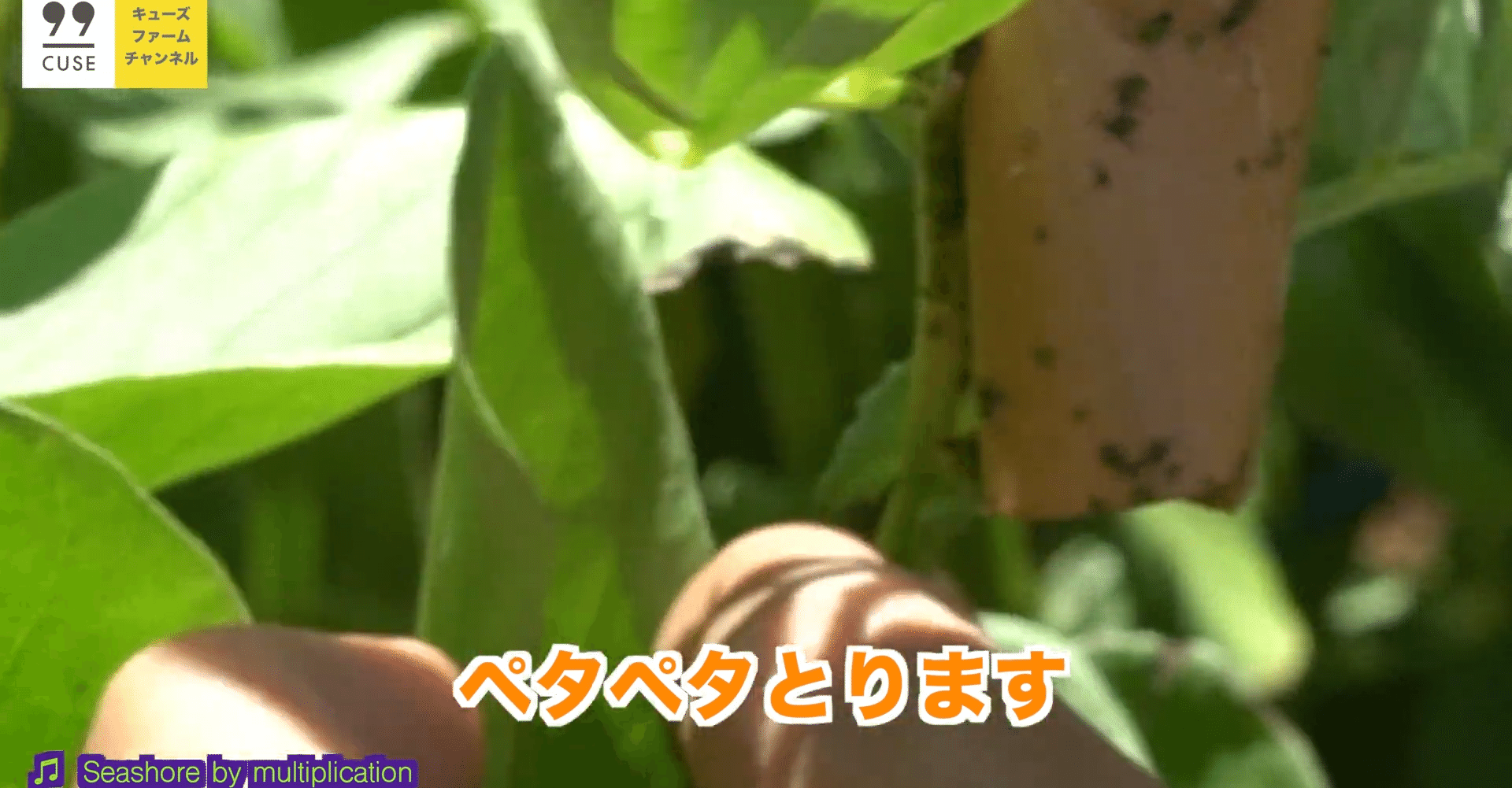 そら豆 アブラムシ駆除と収穫についてご紹介 井上寅雄農園 井上隆太朗 Note
