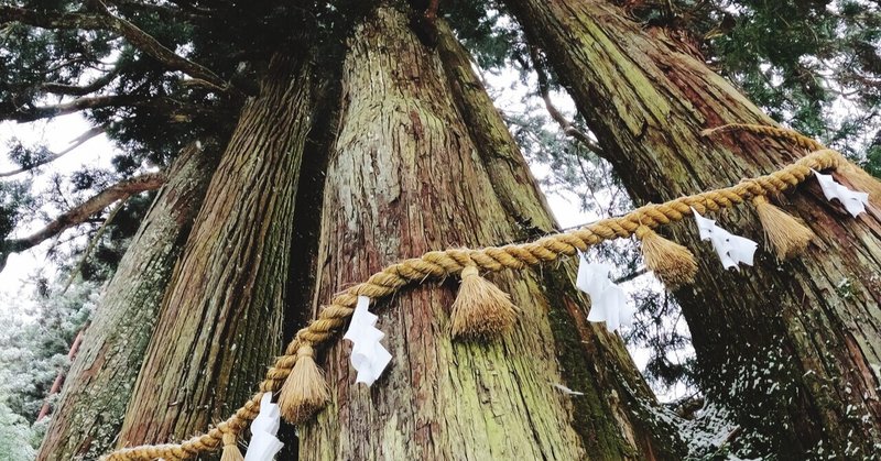 高野山　雪の金剛三昧院の六本杉(２０２０年１２月１５日)