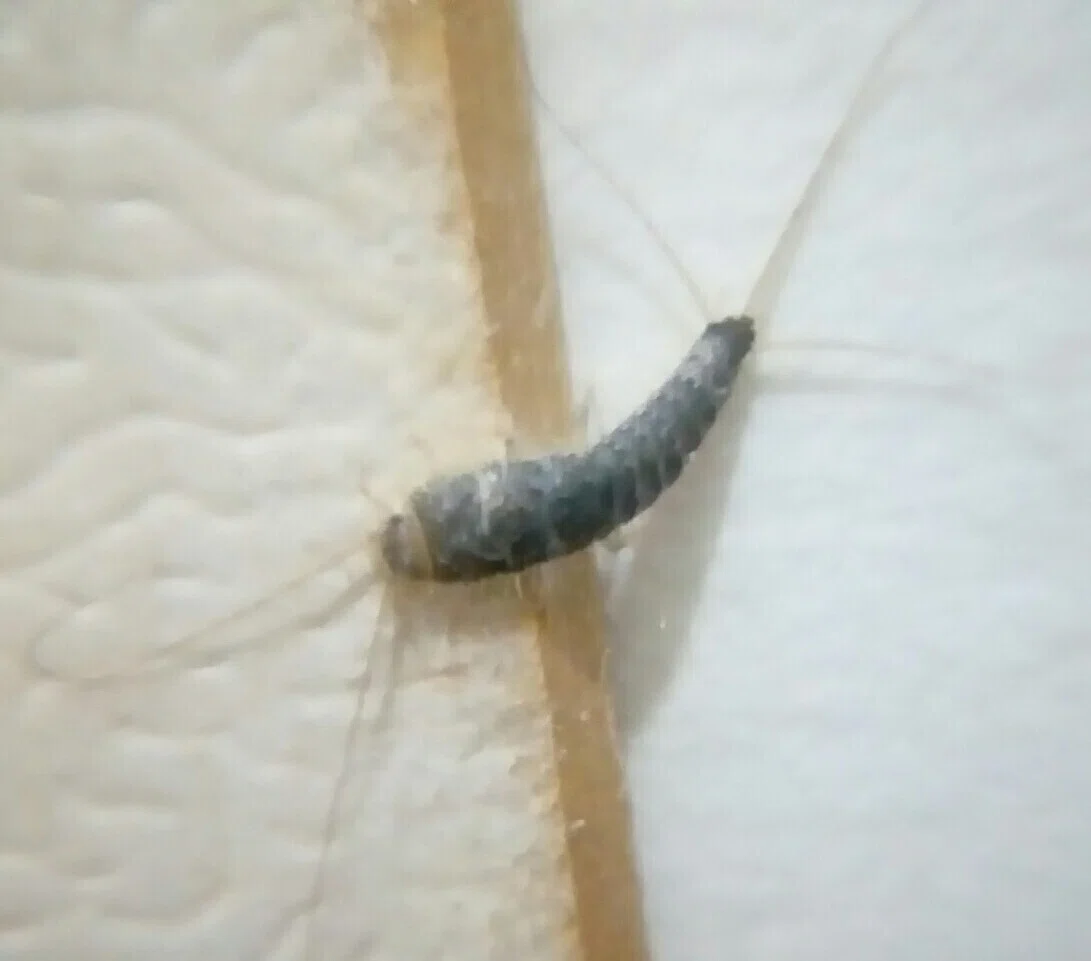 撮れたて紙魚さん 月澄狸 Note 撮れたて紙魚さん 月澄狸 Note