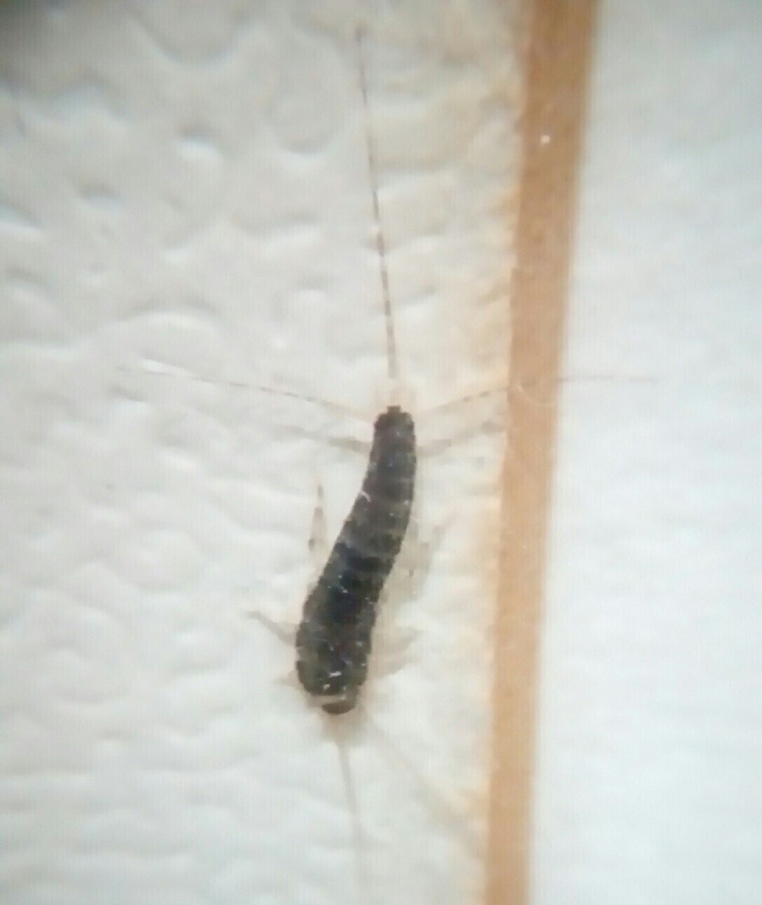 撮れたて紙魚さん 月澄狸 Note 撮れたて紙魚さん 月澄狸 Note