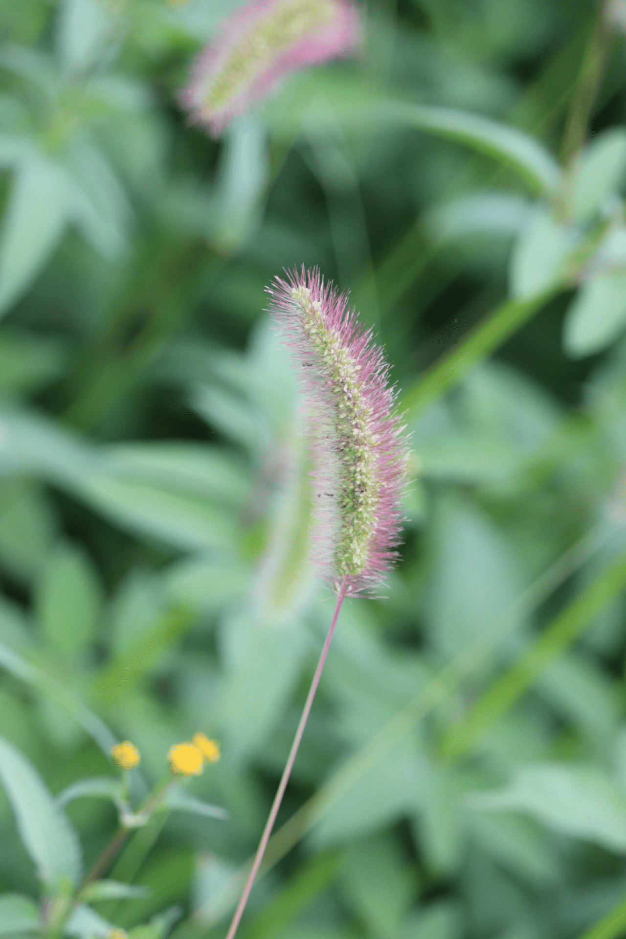 エノコログサ Photo23sato いちご Note