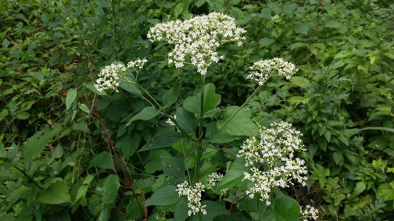野山の植物散策 7 みーちん Note 野山の植物散策 7 みーちん Note