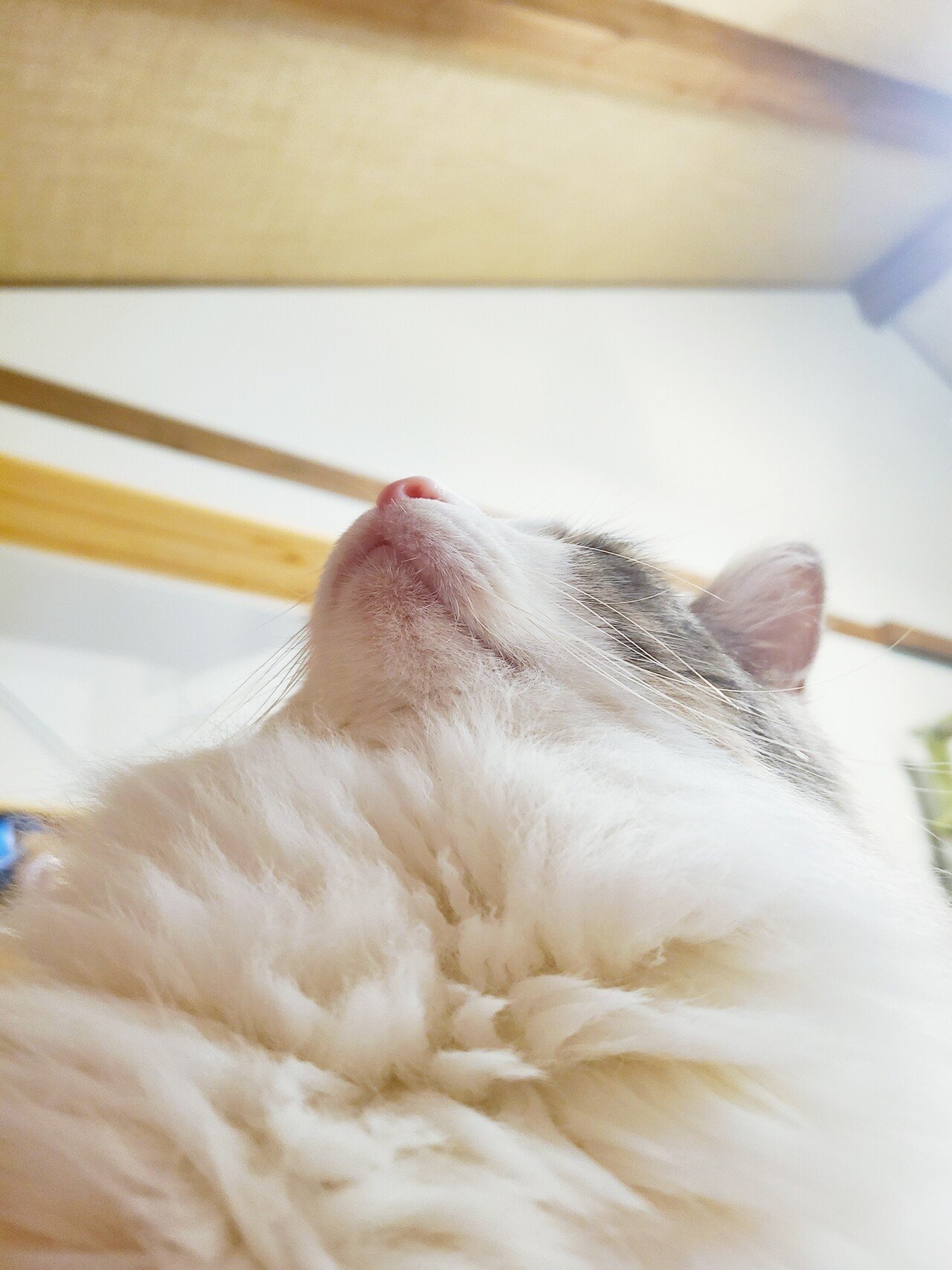 おはようございます、RYOです。 お腹に乗ってくるだけで私を幸せにして 