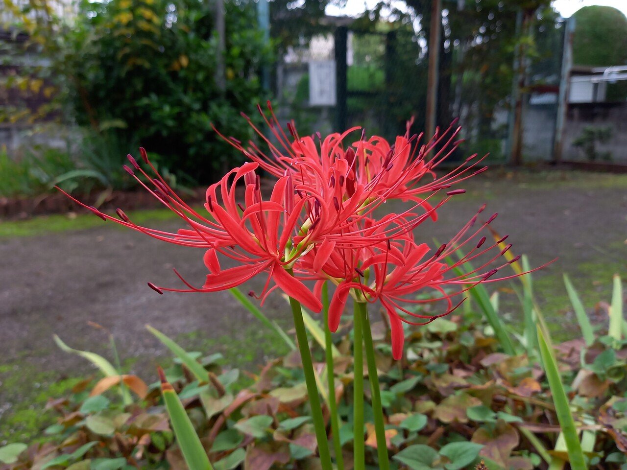 散策中に遭遇した曼珠沙華 柘榴 Note