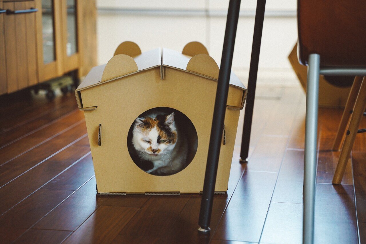 ダンボール ネコハウス「Necotti(ネコッチ)」オープン!!｜ダンボール 