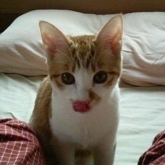 三日夜の餅の話 かけみずさん Note