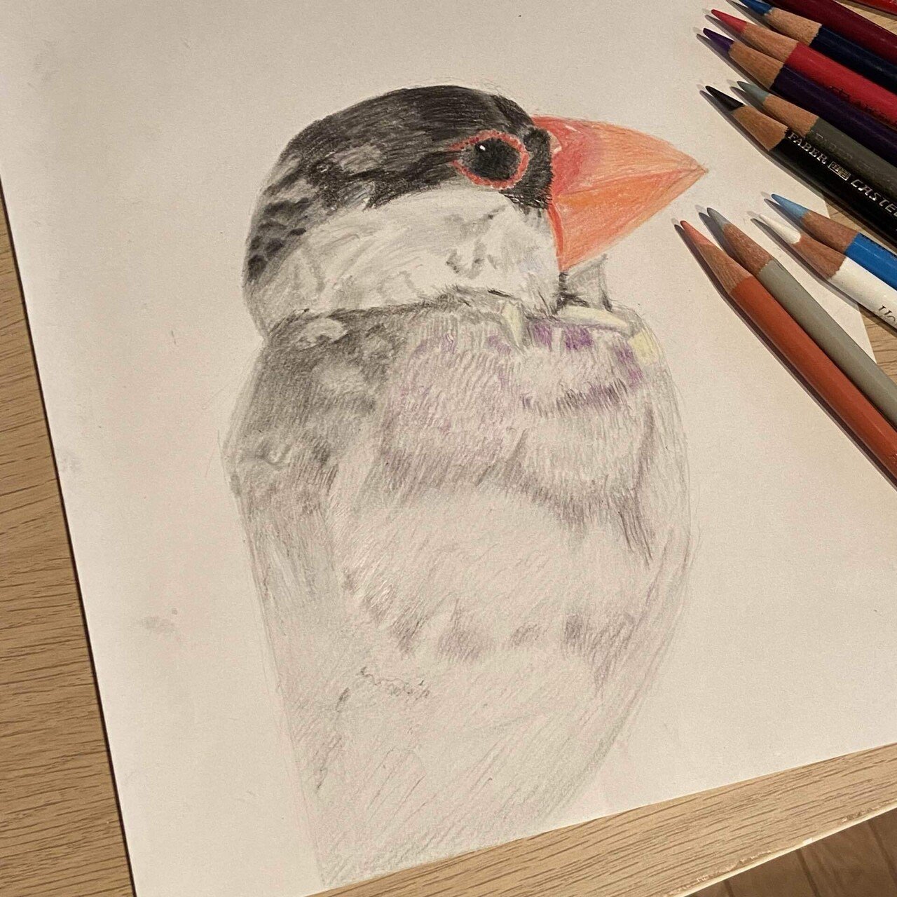 色鉛筆画 文鳥 (原画) 色鉛筆画(13.5×19cm)「…寝ちゃったのね〜♪」小鳥・文鳥さん
