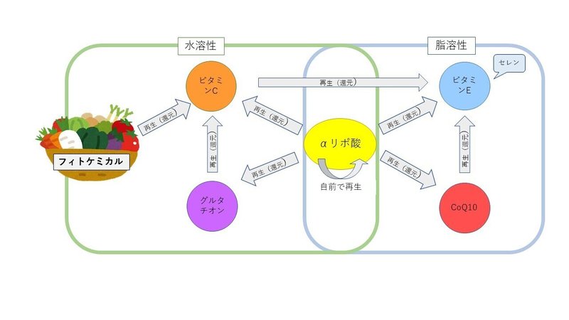 抗酸化ネットワーク図