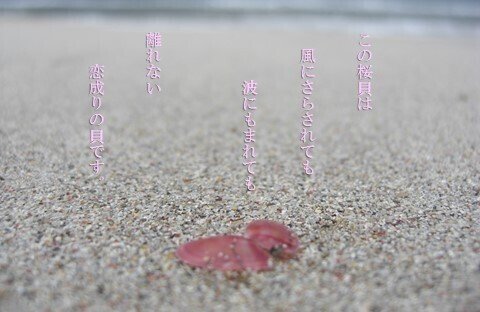 桜貝の詩 (11)
