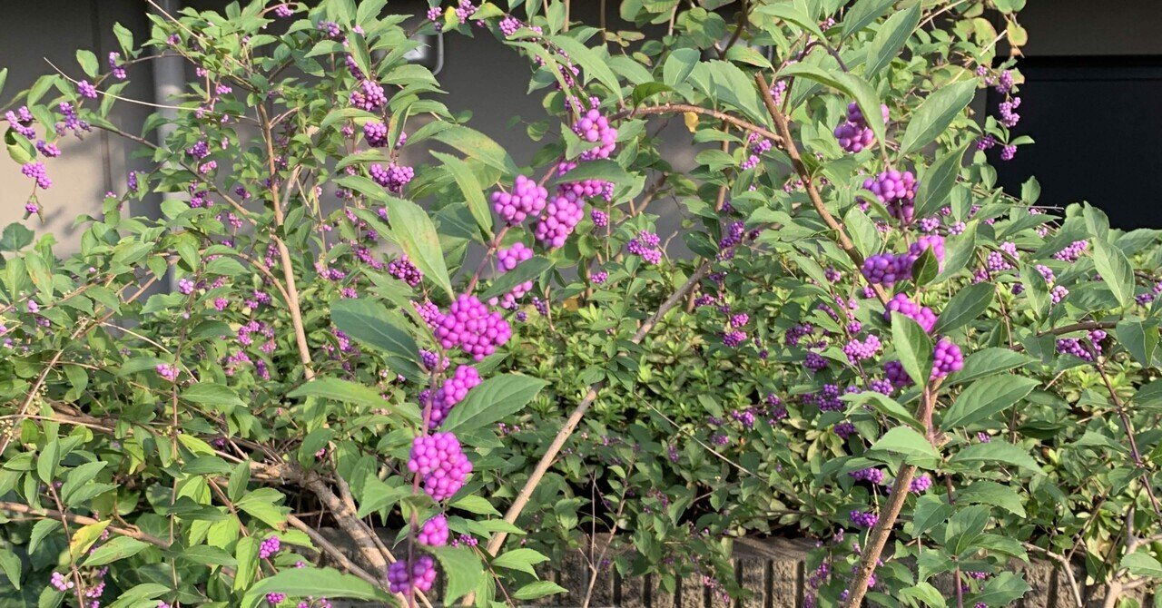 小紫の実 シラちゃん Note 小紫の実 シラちゃん Note