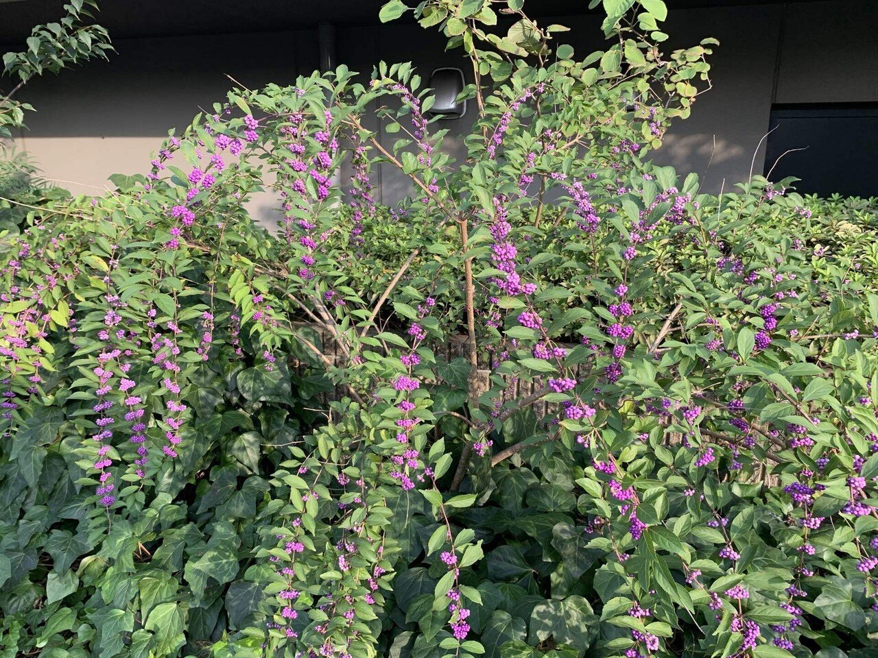 小紫の実 シラちゃん Note 小紫の実 シラちゃん Note