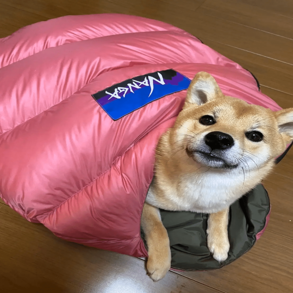 新商品】2020/3月発売 ナンガからペット用シュラフが登場！『DOG BAG