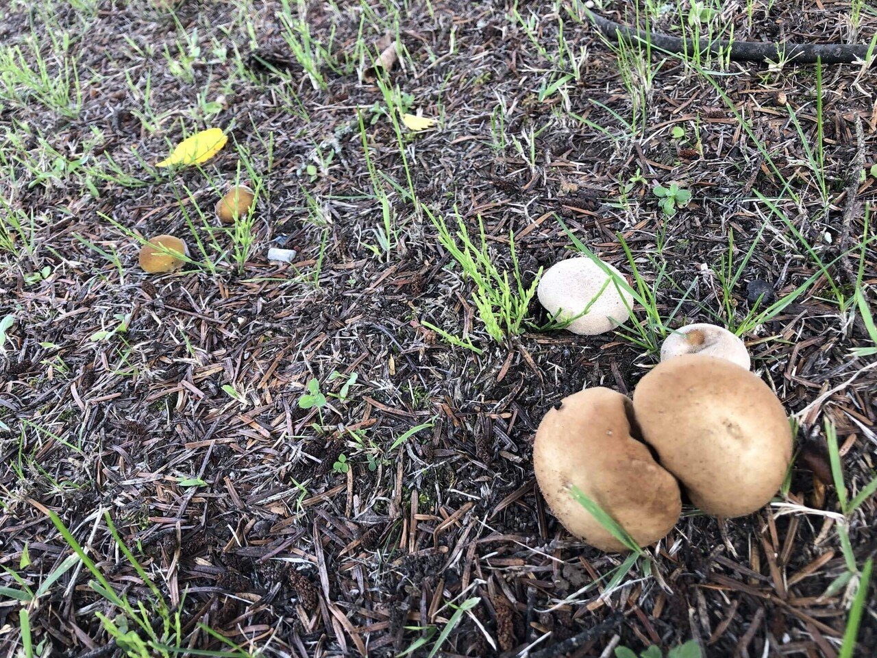 駐車場の大きな木の下に おまんじゅうみたいな大きなキノコ 白いキノコ 小ぶりなキノコ 長野県北佐久郡 秋 キノコ おでかけ サツキ Note