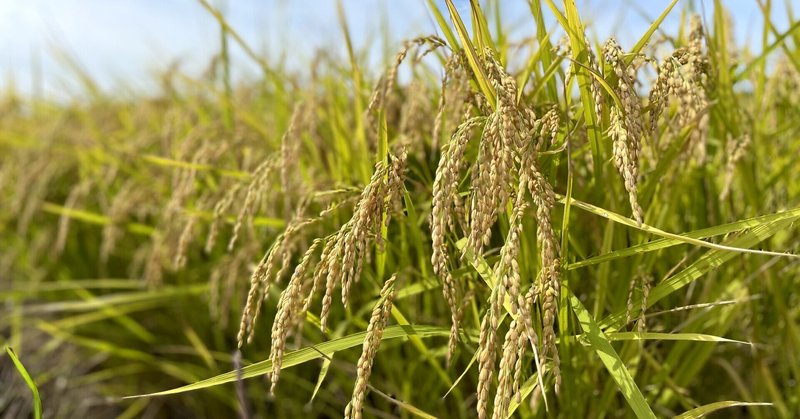 立川マキ 農 あけぼのクラブ Note