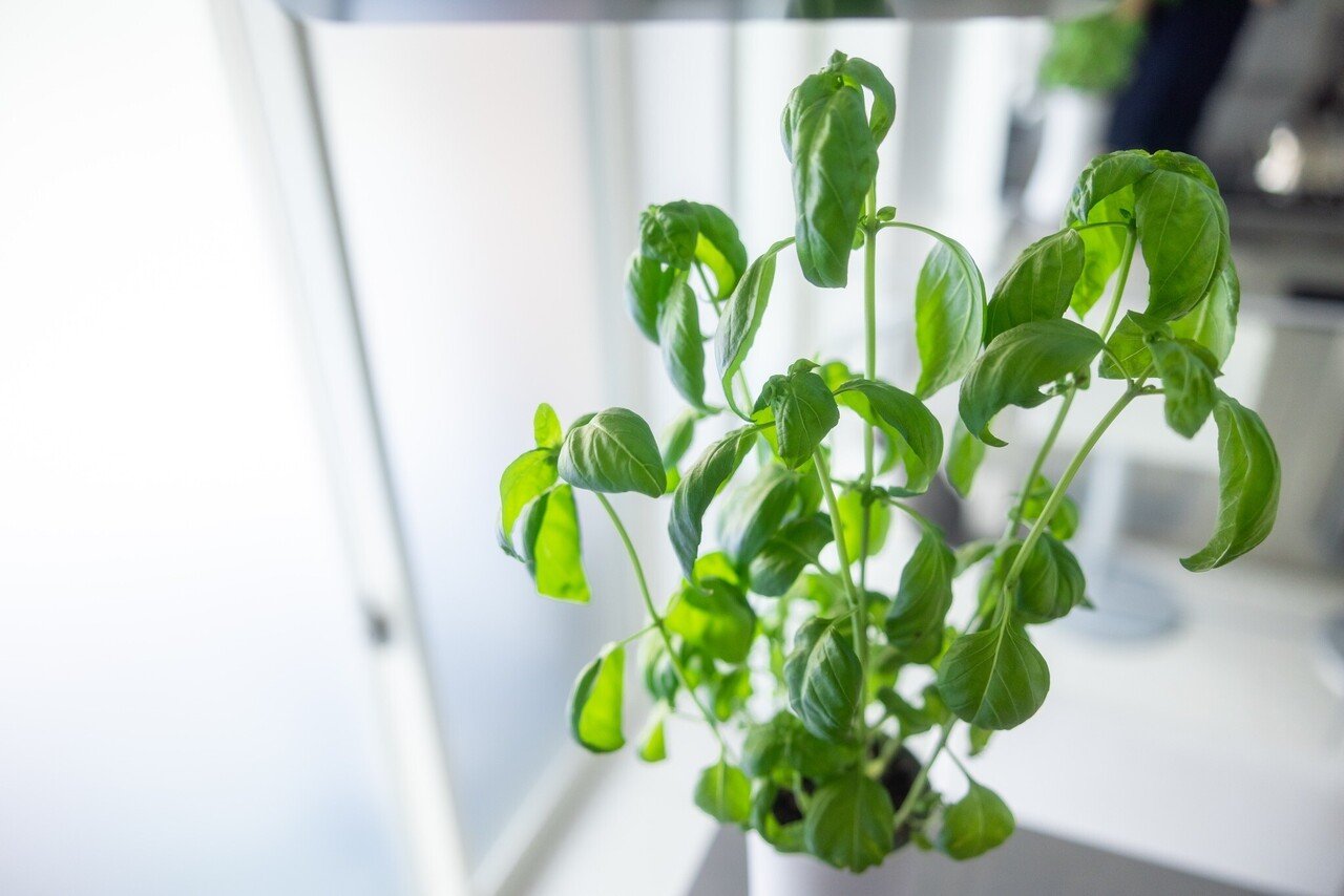 061 生産的すぎる画期的な水耕栽培セットが凄かった！放置しても