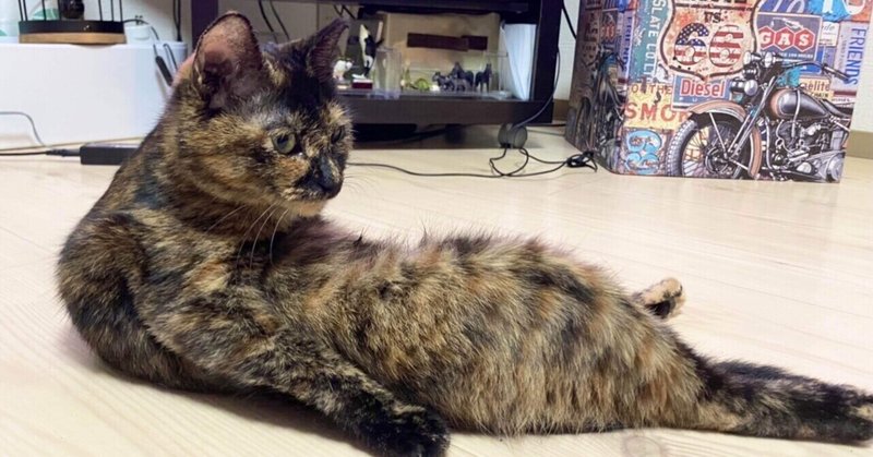 多頭飼育崩壊 の新着タグ記事一覧 Note つくる つながる とどける 多頭飼育崩壊 の新着タグ記事一覧 Note つくる つながる とどける