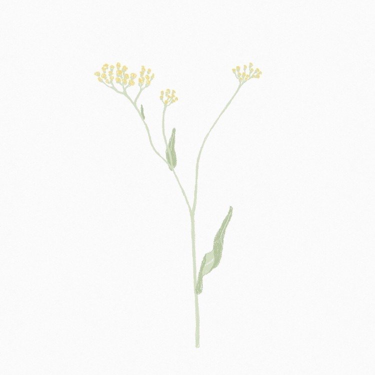 春に散歩で見かけるこの花が好きなんですが、調べたら「ゴギョウ」というらしい。春の七草。知らなかった！ #iPad #Sketches

http://www.hana300.com/hahako.html