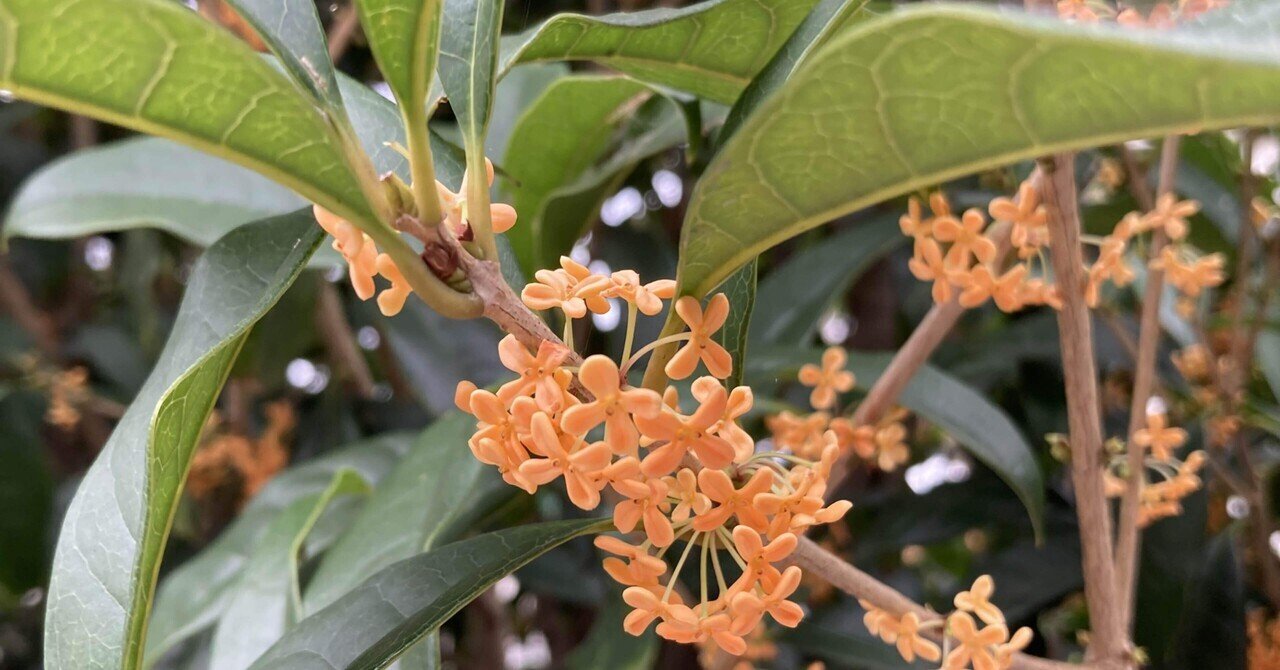 銀木犀の金木犀 銀木犀 鎌ヶ谷富岡 Note 銀木犀の金木犀 銀木犀 鎌ヶ谷富岡 Note