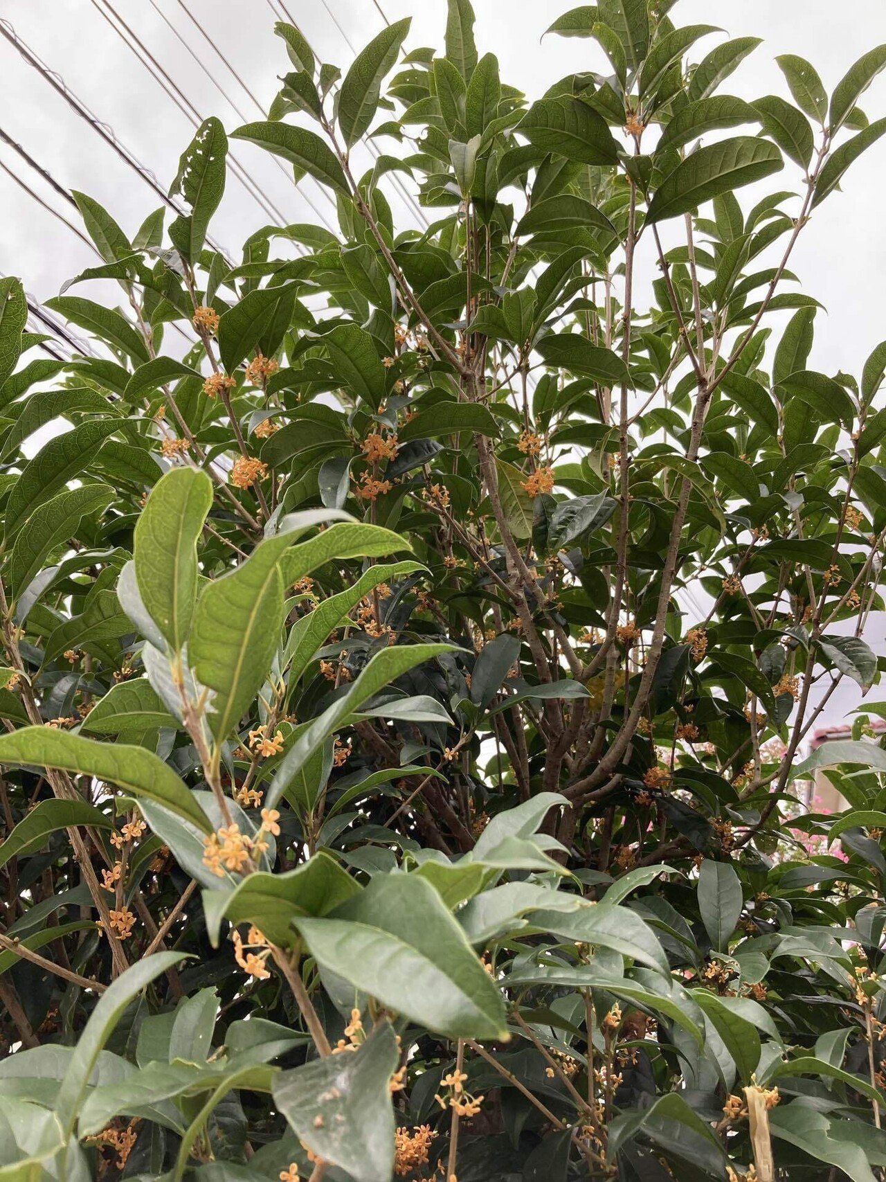 銀木犀の金木犀 銀木犀 鎌ヶ谷富岡 Note 銀木犀の金木犀 銀木犀 鎌ヶ谷富岡 Note